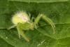Heriaeus sp.